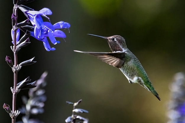 Anna’s Hummingbird in Flight near Anise-Scented Sage – Free Download