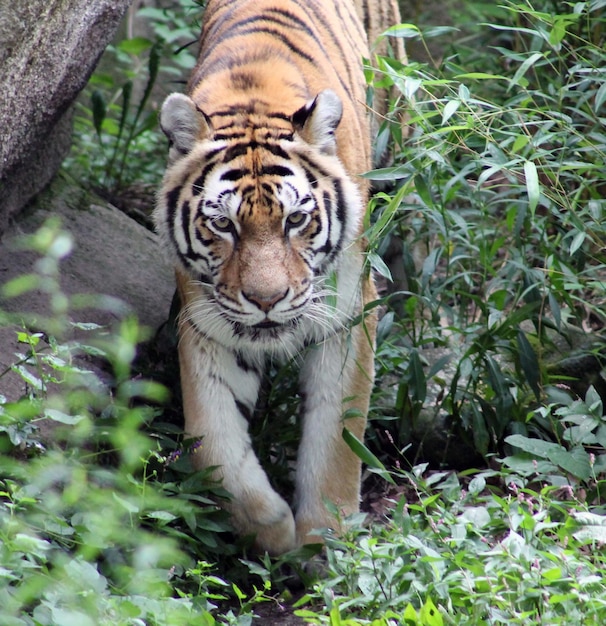 Tiger Walking on Field in Zoo – Free Download