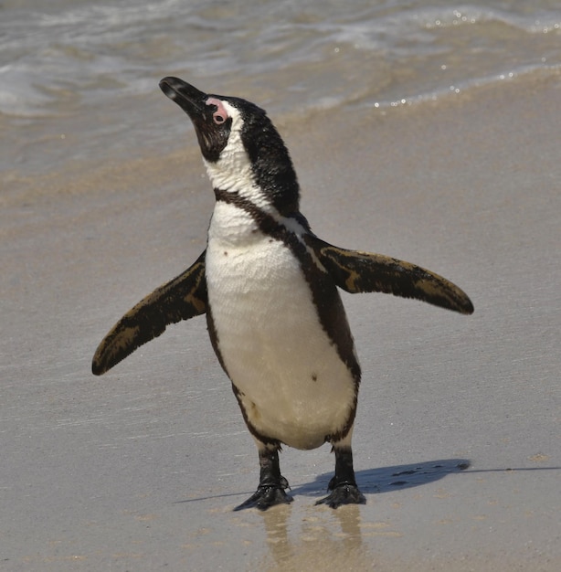 Jackass Penguin on Beach – Free Download