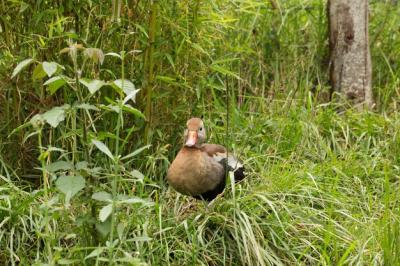 Black Bellied Whistling Duck Standing in Lush Green Grass – Free Stock Photo Download