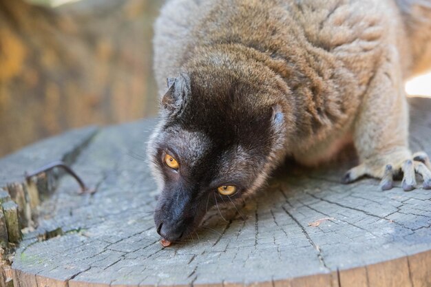 Portrait of a Brown Lemur – Free to Download