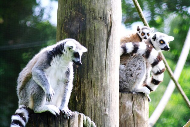 Close-up of Lemurs Sitting on Tree Trunk – Free Stock Photo for Download