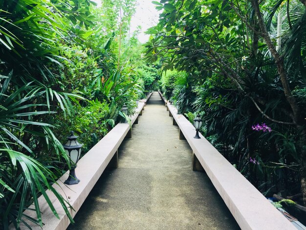 Scenic Walkway Surrounded by Lush Greenery in Garden – Free Download