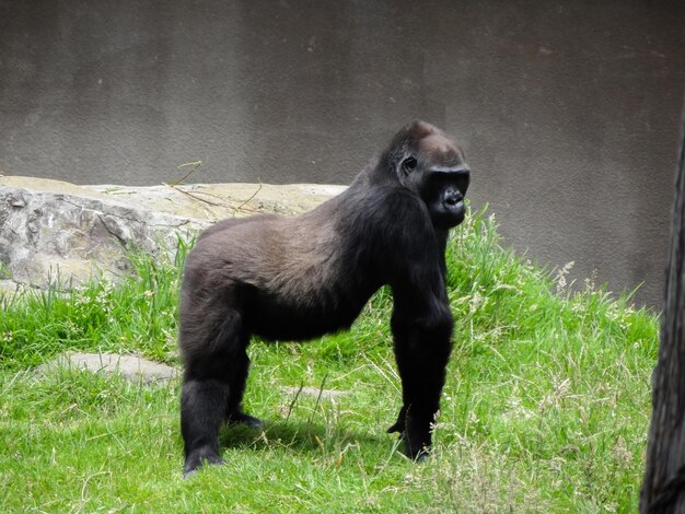 Gorilla on Grassland – Free Stock Photo for Download