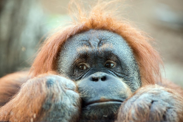 Close-Up Portrait of an Orangutan Monkey – Free Download