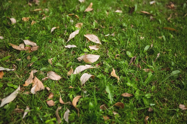 Dry Leaves Fallen on Green Grass – Free Stock Photo, Download Free