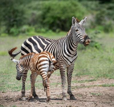 Zebras Enjoying Grassy Landscapes – Free Stock Photo for Download