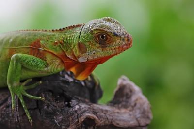 Closeup of a Green Iguana on Wood – Free Stock Photo for Download