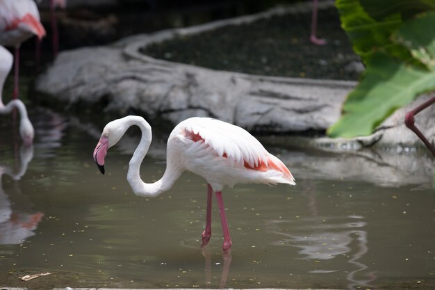 Flamingo Spinning – Free Stock Photo for Download