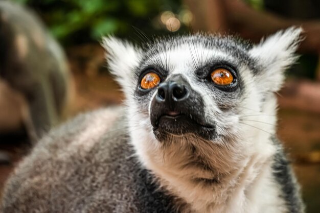 Ring-tailed Lemur (Lemur catta) – Maki Maki in Tsimanampetsotsa Nature Reserve, Madagascar | Free Download