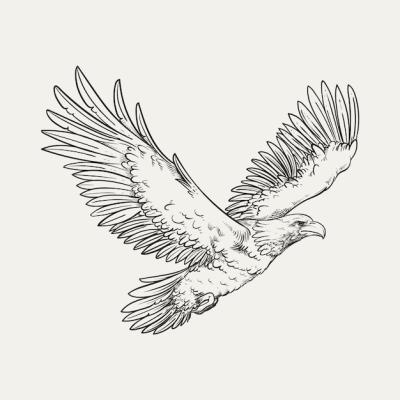 Hand Drawn Eagle Flying Illustration – Free Download