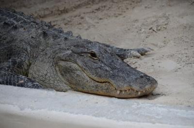 Close-up of Lizard on Land at Zoo – Free Download