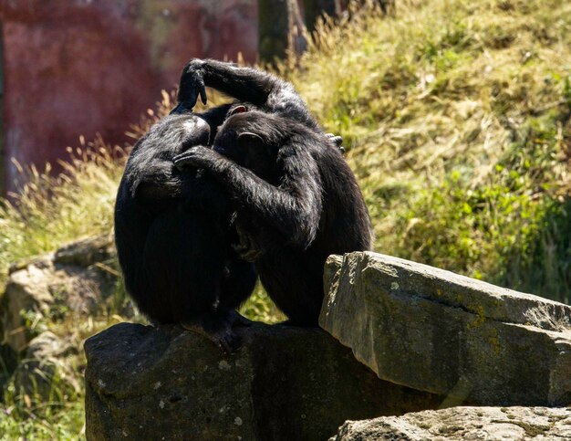 Monkeys Sitting on Rock – Free Stock Photo, Download for Free