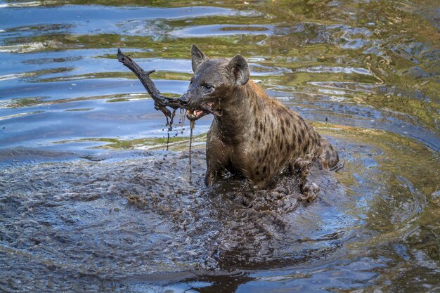 High Angle View of a Hyena Swimming in a Lake – Free Stock Photo for Download