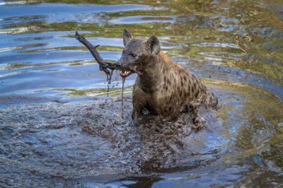 High Angle View of a Hyena Swimming in a Lake – Free Stock Photo for Download