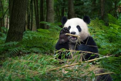 Discover a Charming Panda in its Natural Forest Habitat – Free to Download