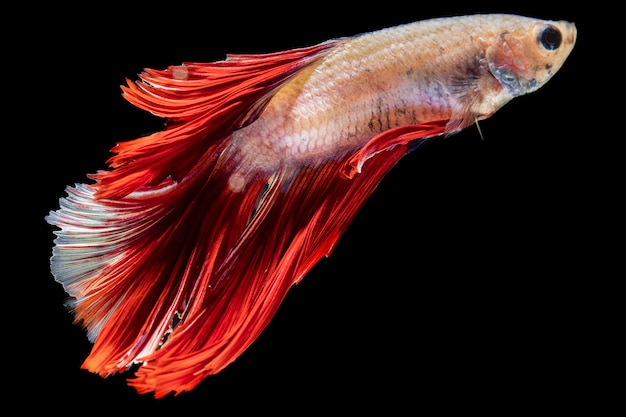 Close-up of Dumbo Betta Splendens Fighting Fish – Free Stock Photo for Download