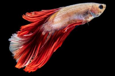 Close-up of Dumbo Betta Splendens Fighting Fish – Free Stock Photo for Download