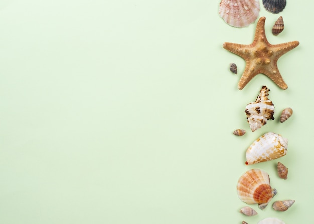 Aligned Starfish and Shells in Copy-space – Free Stock Photo, Download Free