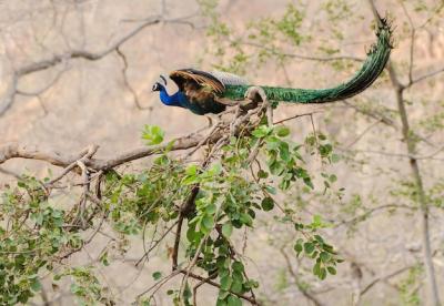 Colorful Peacock Perched on a Tree Branch Surrounded by Green Leaves – Free Download