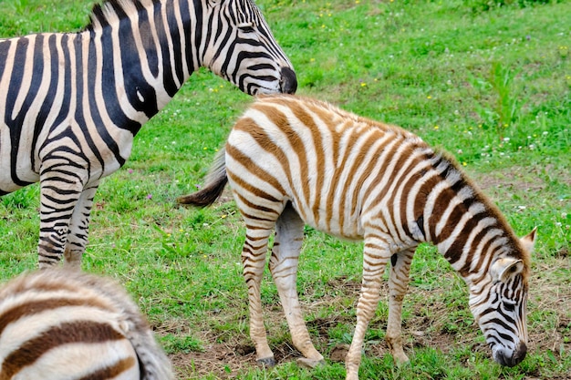 Three Zebras Grazing in Cabarceno Nature Park, Cantabria, Spain – Free Stock Photo for Download