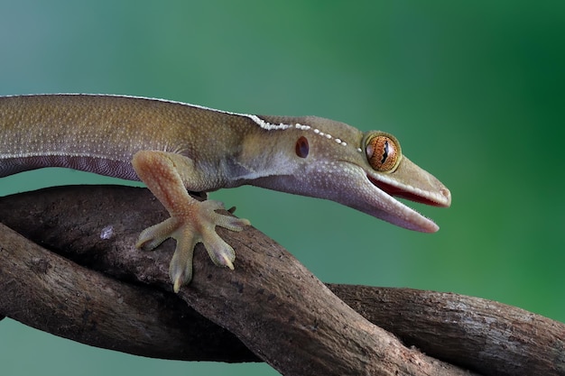 Closeup of a White Line Gecko on Wood – Free Download