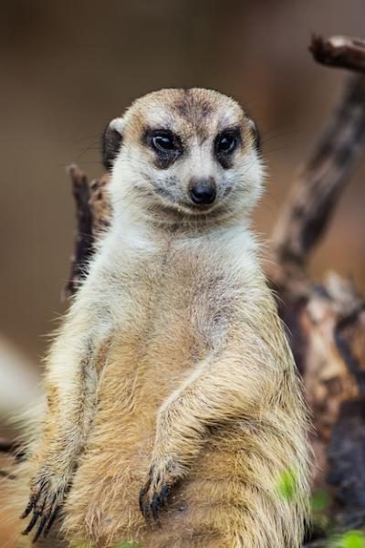 Meerkat Photography – Free Stock Photo Download