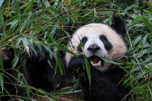 Giant Panda Ailuropoda Melanoleuca Close-Up in Chengdu, Sichuan, China – Free Download