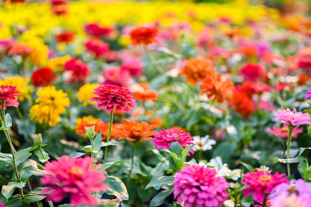 Close-up of Pink Flowering Plants in Park – Free Stock Photo for Download