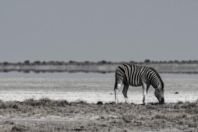 Zebra Crossing in a Field – Free Stock Photo, Download Free