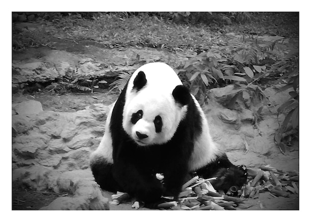 Close-up of Panda Sitting Outdoors – Free Stock Photo for Download