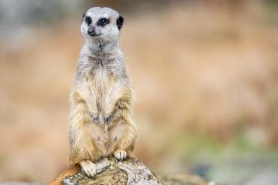 Meerkat (Suricata suricatta): A Unique Member of the Mongoose Family – Free Stock Photo, Download for Free