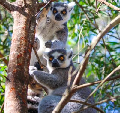 Portrait of Two Lemurs Sitting on a Tree – Free Stock Photo for Download