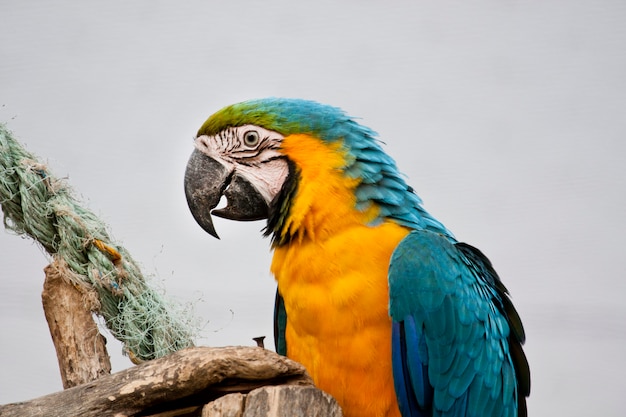 Blue-and-Yellow Macaw – Free Stock Photo, Download Free