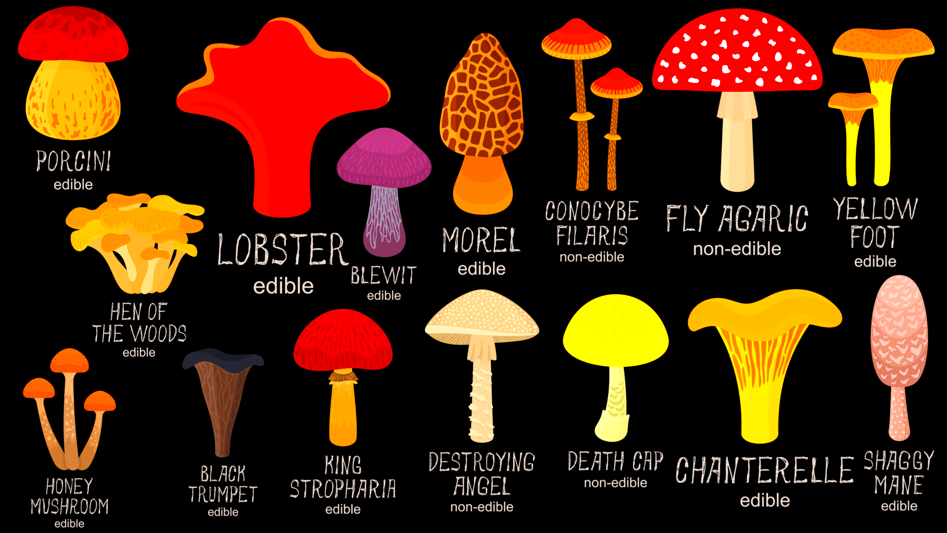 Mushroom Hunting and Identification Mountains To Sound Greenway Trust