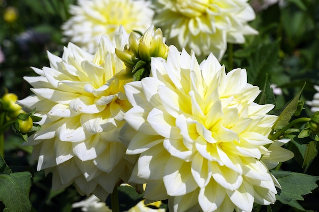 Yellow Dahlias in the Garden – Free Stock Photo for Download