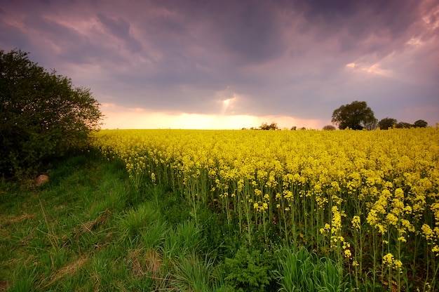 Stunning Field of Yellow Flowers at Sunset – Free Download