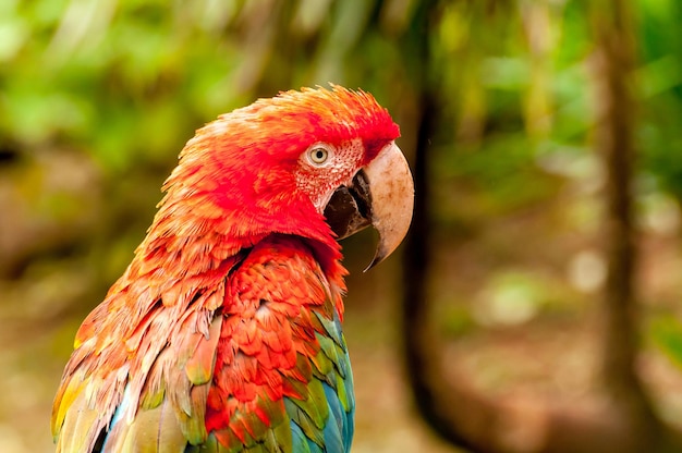 Beautiful Red-and-Green Macaw (Ara chloropterus) in Brazil – Free Stock Photo Download