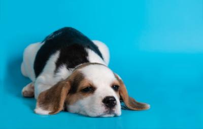 Sleeping Beagle Dog Puppy on Blue Background – Free Download