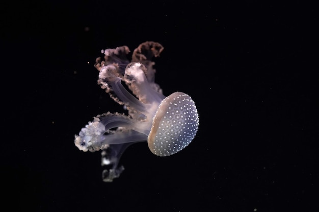 Explore the Beauty of White Spotted Jellyfish Underwater – Free Stock Photo for Download