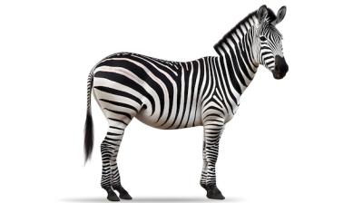 Studio Portrait of a Zebra on White Background – Free Stock Photo, Download Free