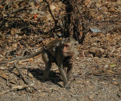 Monkey in a Forest – Free Stock Photo for Download