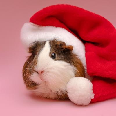 Cute Guinea Pig Wearing Red Hat – Free Stock Photo, Download for Free