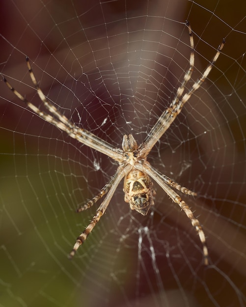 White Spider in Its Web – Free Stock Photo, Download Free