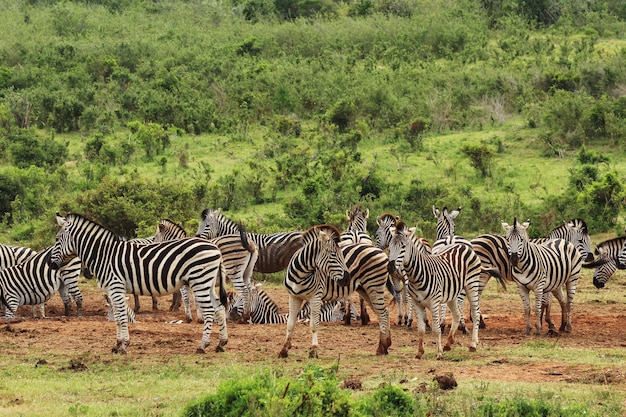 Beautiful Zebras on Grass-Covered Fields Near Forest Hill – Free Download