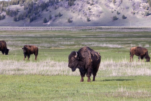 Bison Grazing in the Scenic Yellowstone National Park – Free Download