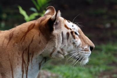 Closeup of a Golden Tabby Tiger Face – Free Stock Photo for Download