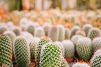 Close-up Thorns of Cactus – Free Stock Photo for Download