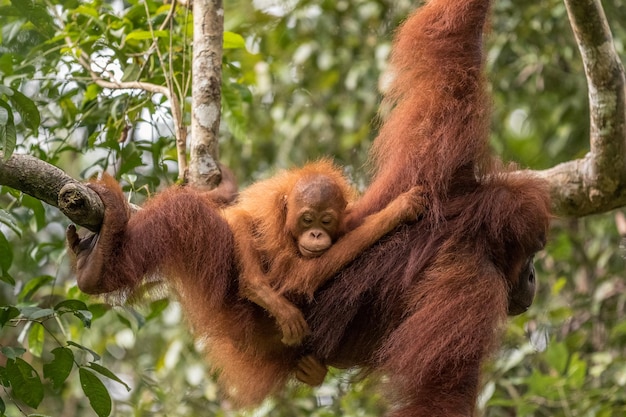 Orangutan and Infant on Branch in Forest – Free Stock Photo, Download Free