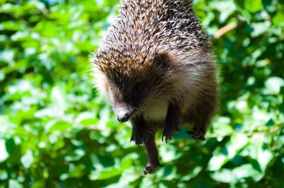 The Brown-Breasted Hedgehog (Erinaceus Europaeus) Found in Central and Western Europe – Free Stock Photo Download